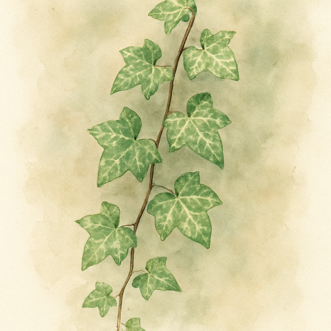 Hedera helix Minor Marmorata