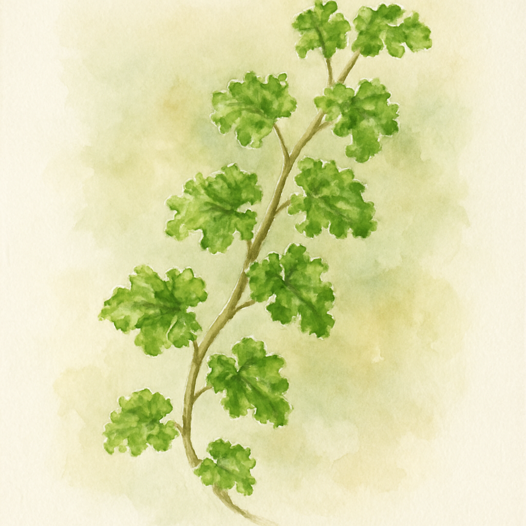 Hedera helix Parsley Crested