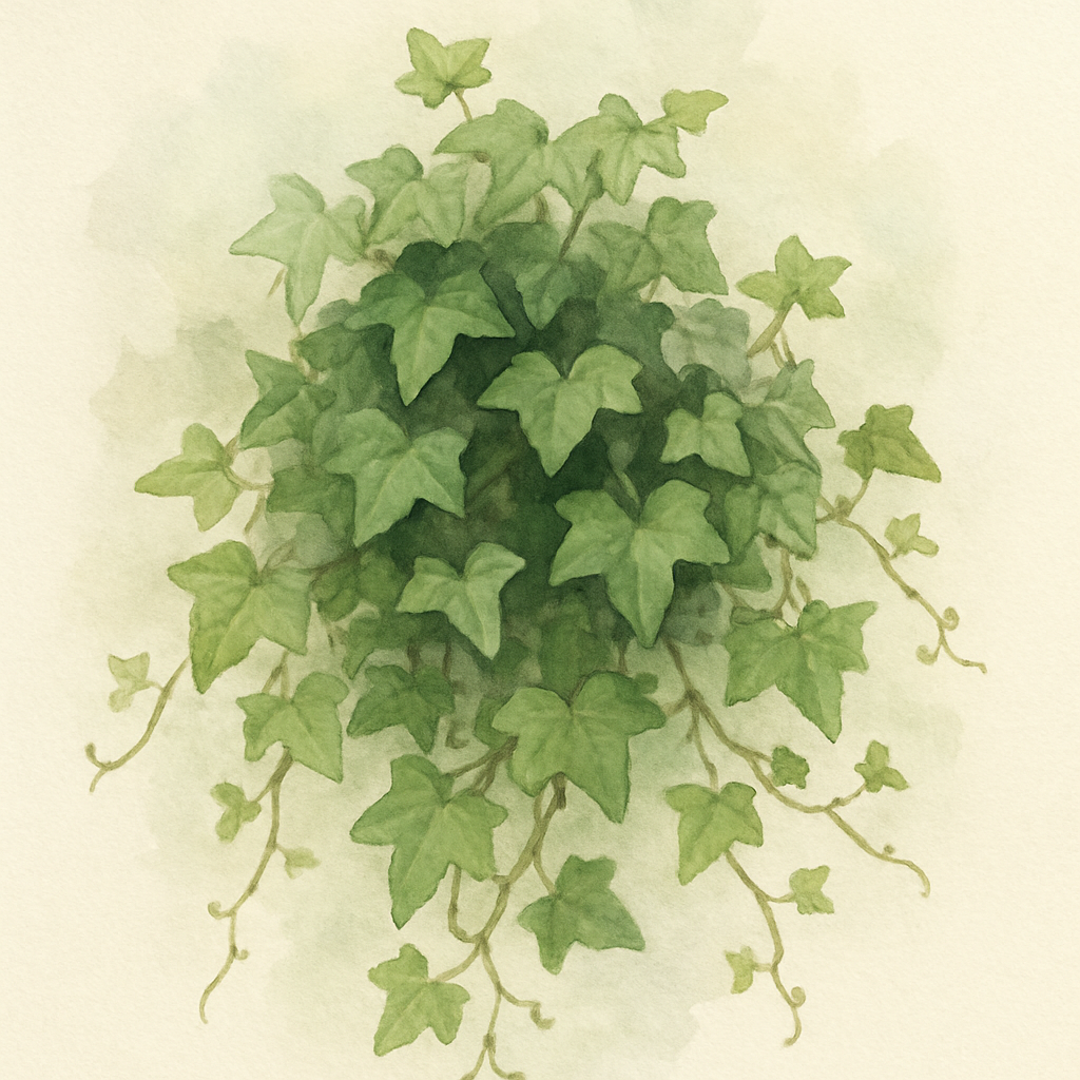 Hedera helix Pittsburgh English Ivy
