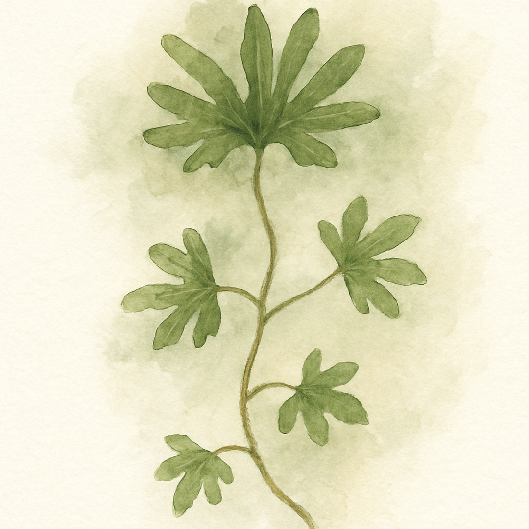 Hedera helix Wanda's Fan