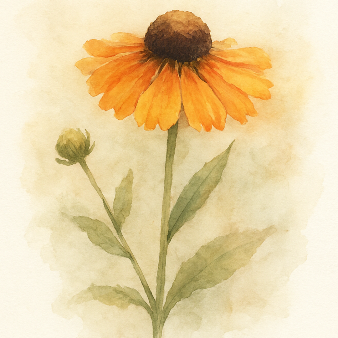 Helenium ‘Okra Sundae’