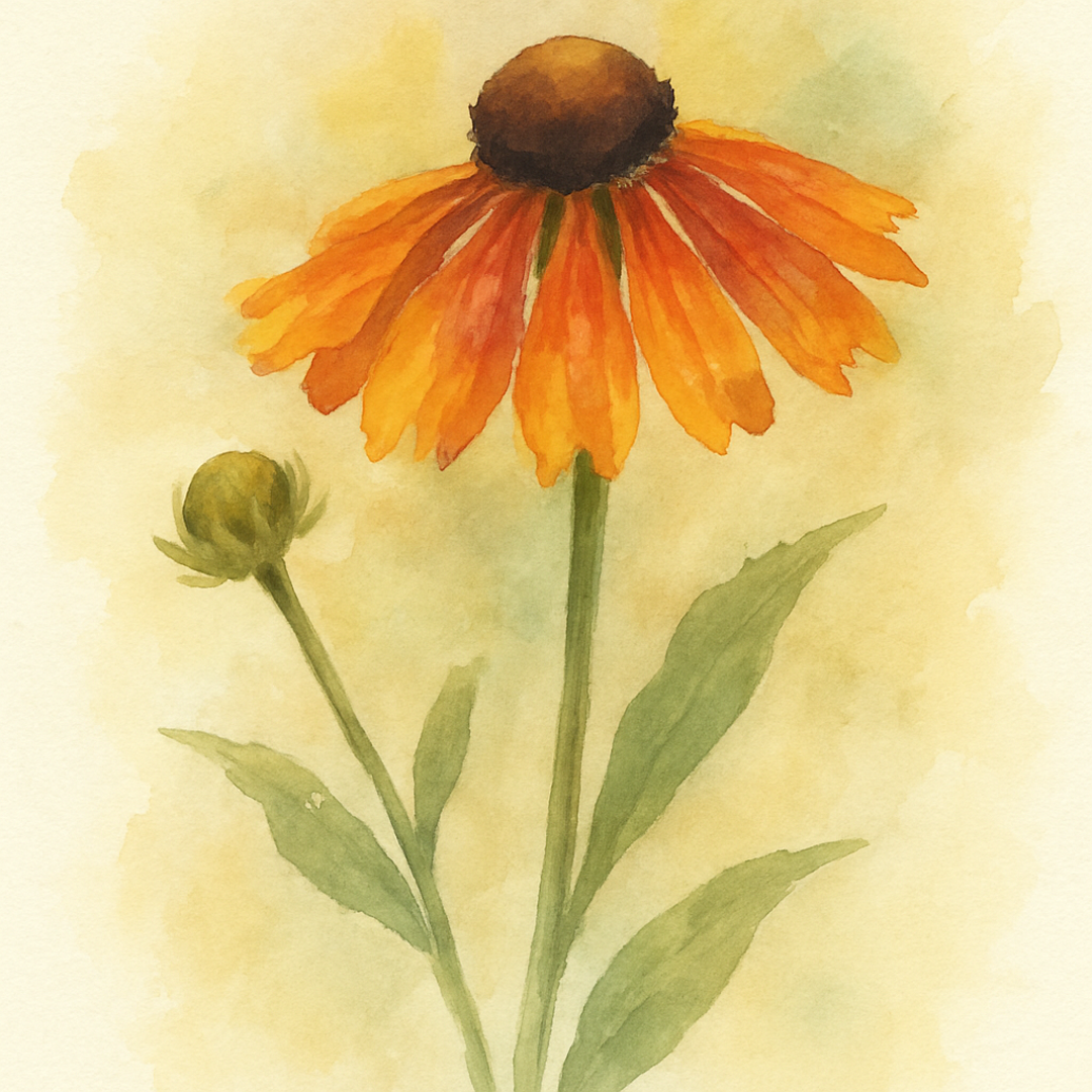 Sneezeweed 'Sahin's Early Flowerer'