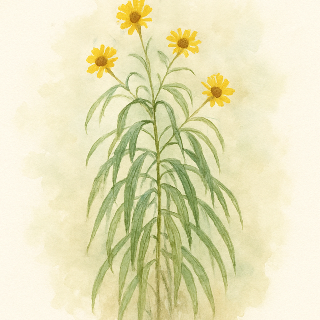 Helianthus salicifolius