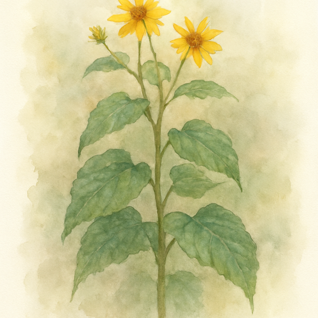 Helianthus tuberosus ‘Sakhalinski’