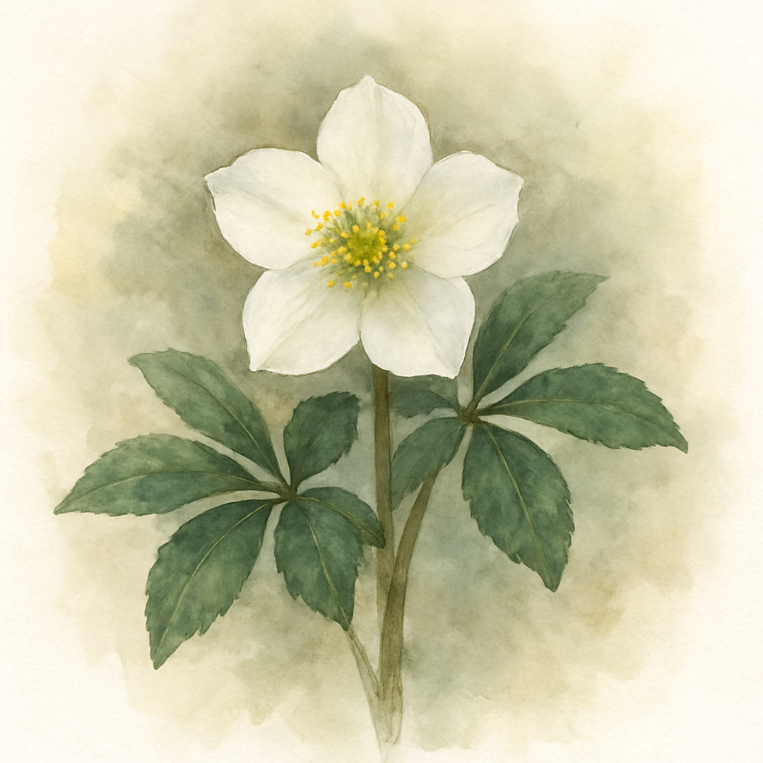 Helleborus Christmas Carol