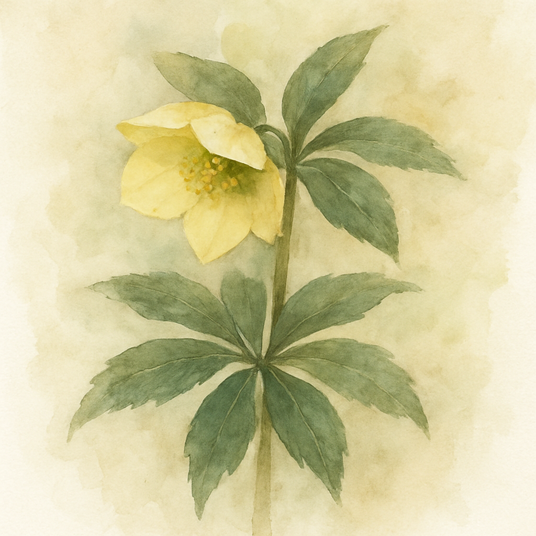 Helleborus hyb. yellow single