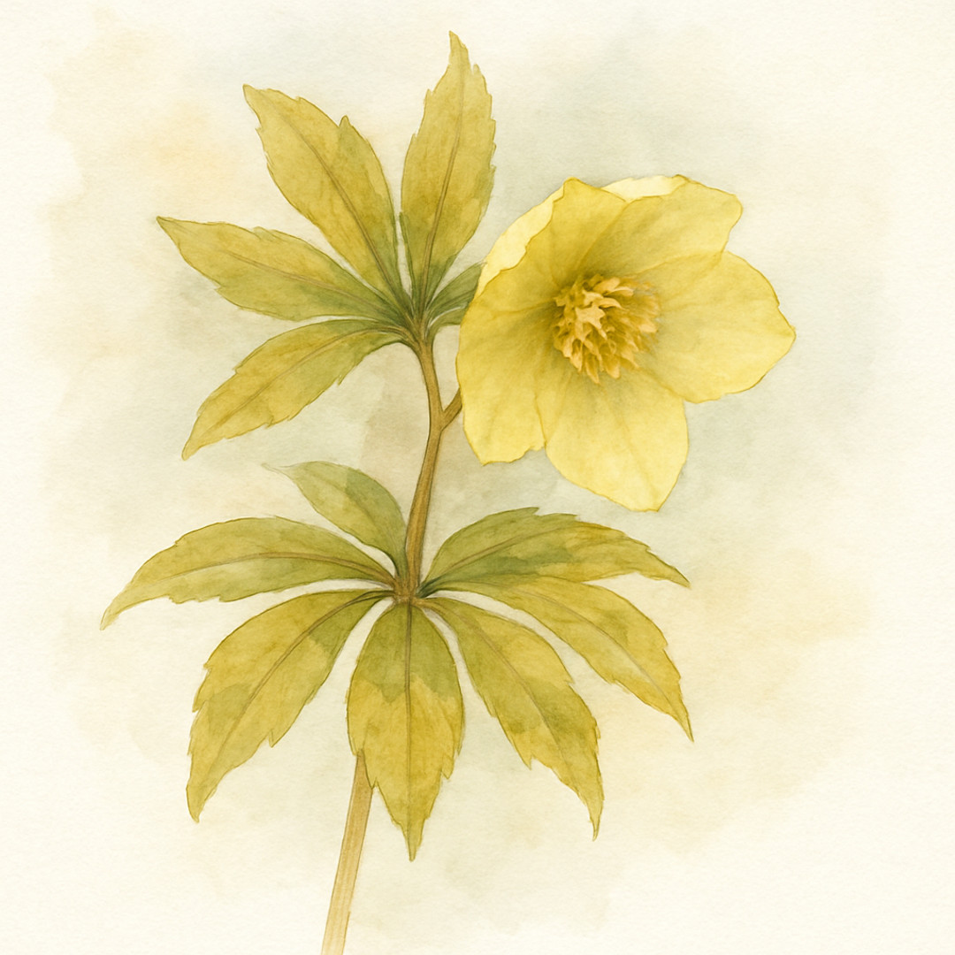 Helleborus x hybridus Single primrose gold leaf