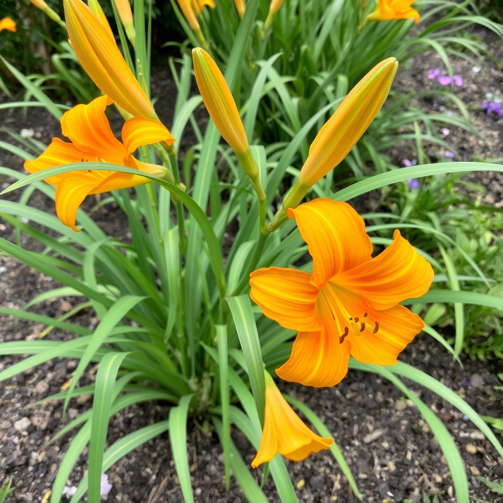 Hemerocallis 'High Energy'