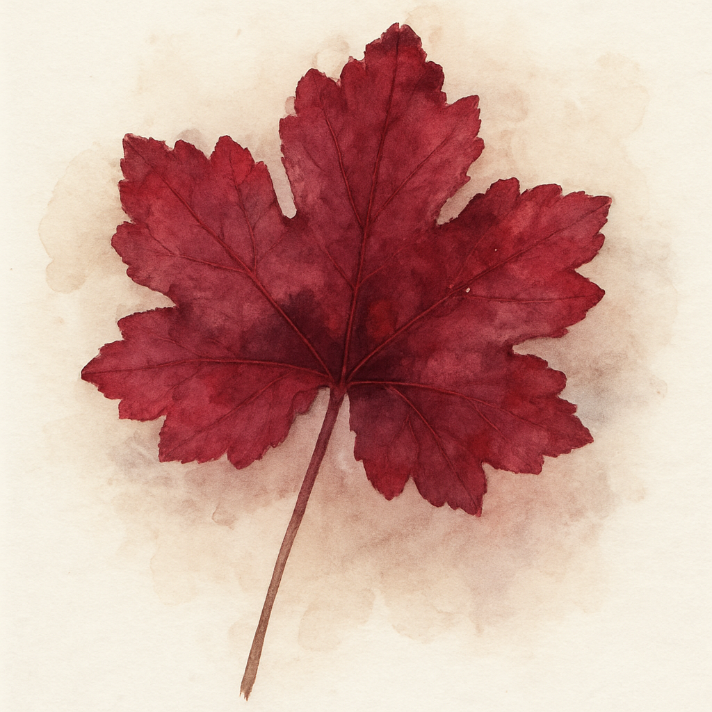 Heuchera Bressingham Hybrids