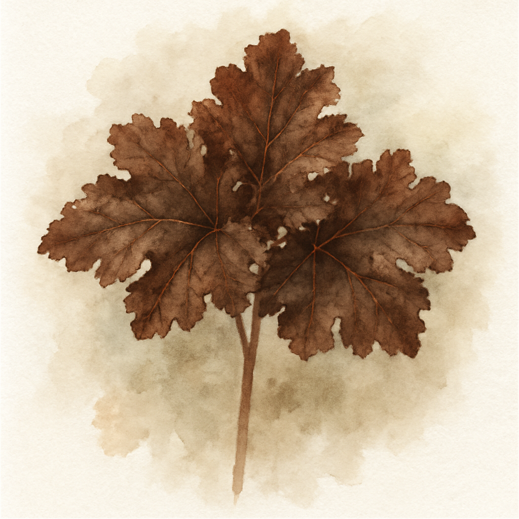 Heuchera micrantha 'Chocolate Ruffles'