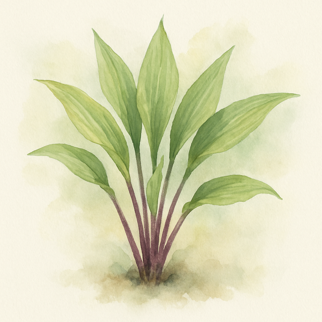 Hosta 'Holar Purple Flash'