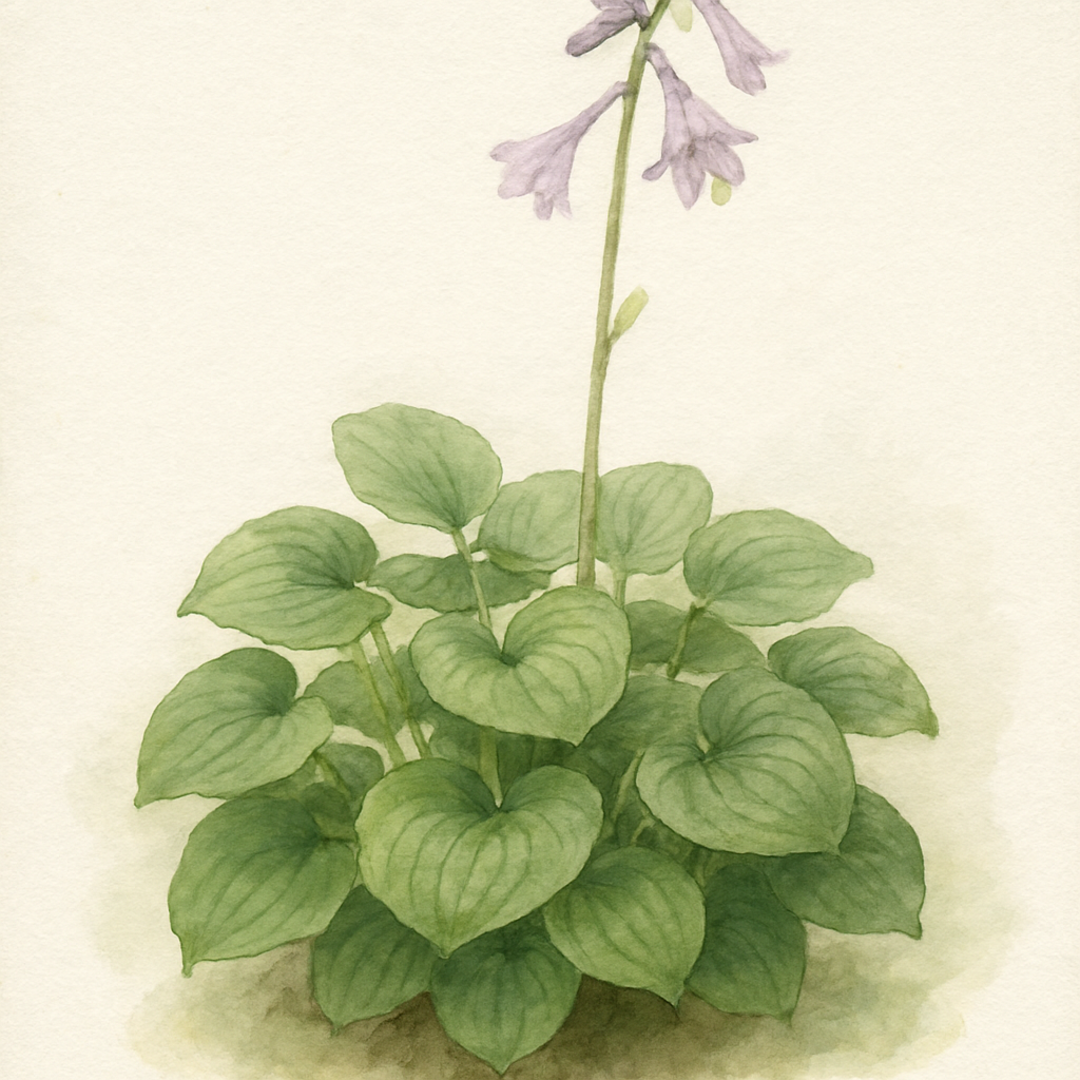 Hosta 'Lakeside Lollipop'