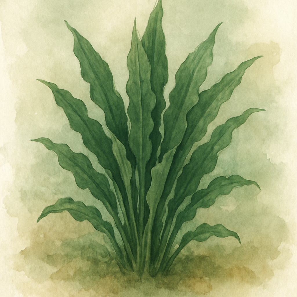 Hosta 'Leather and Lace'