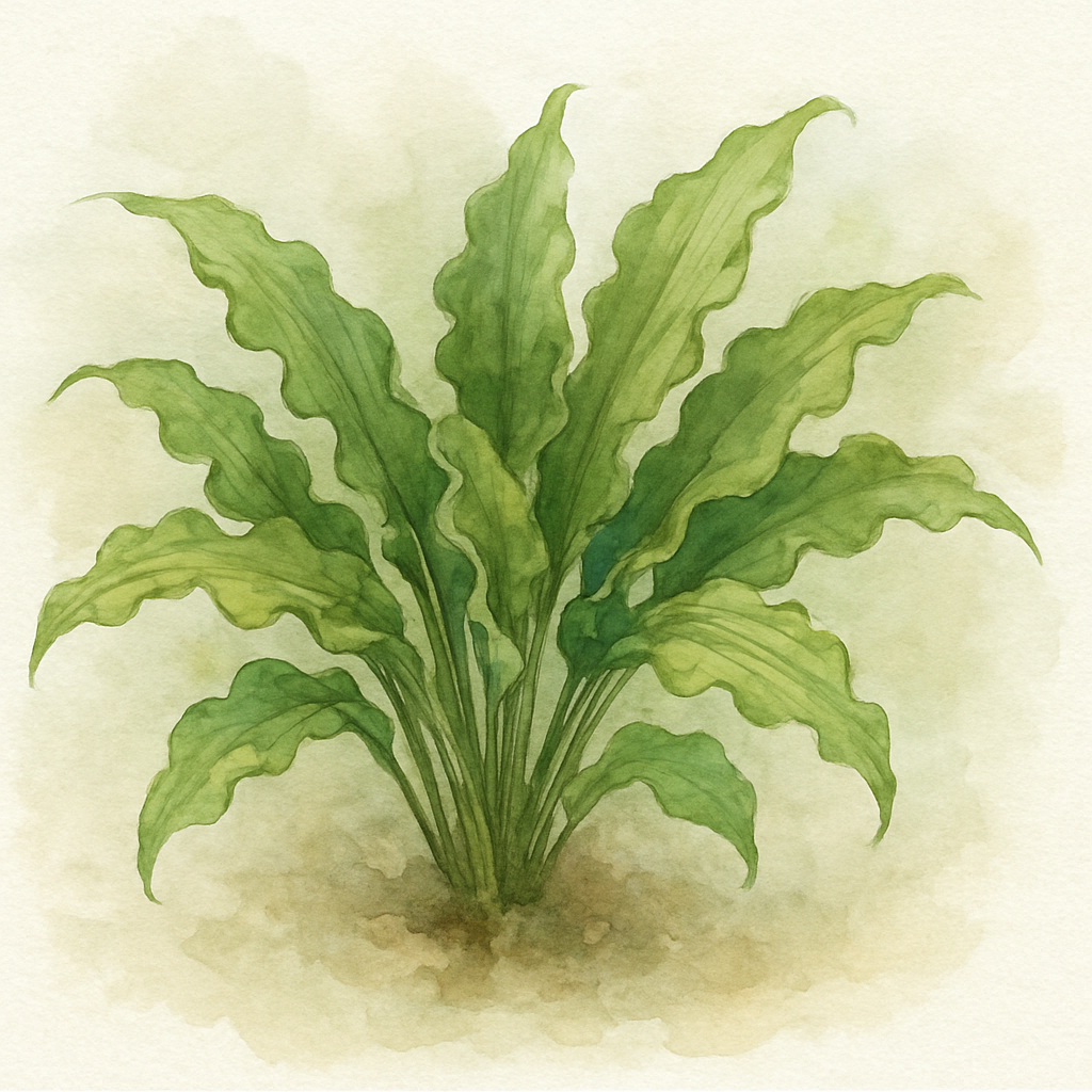 Hosta 'Making Waves'