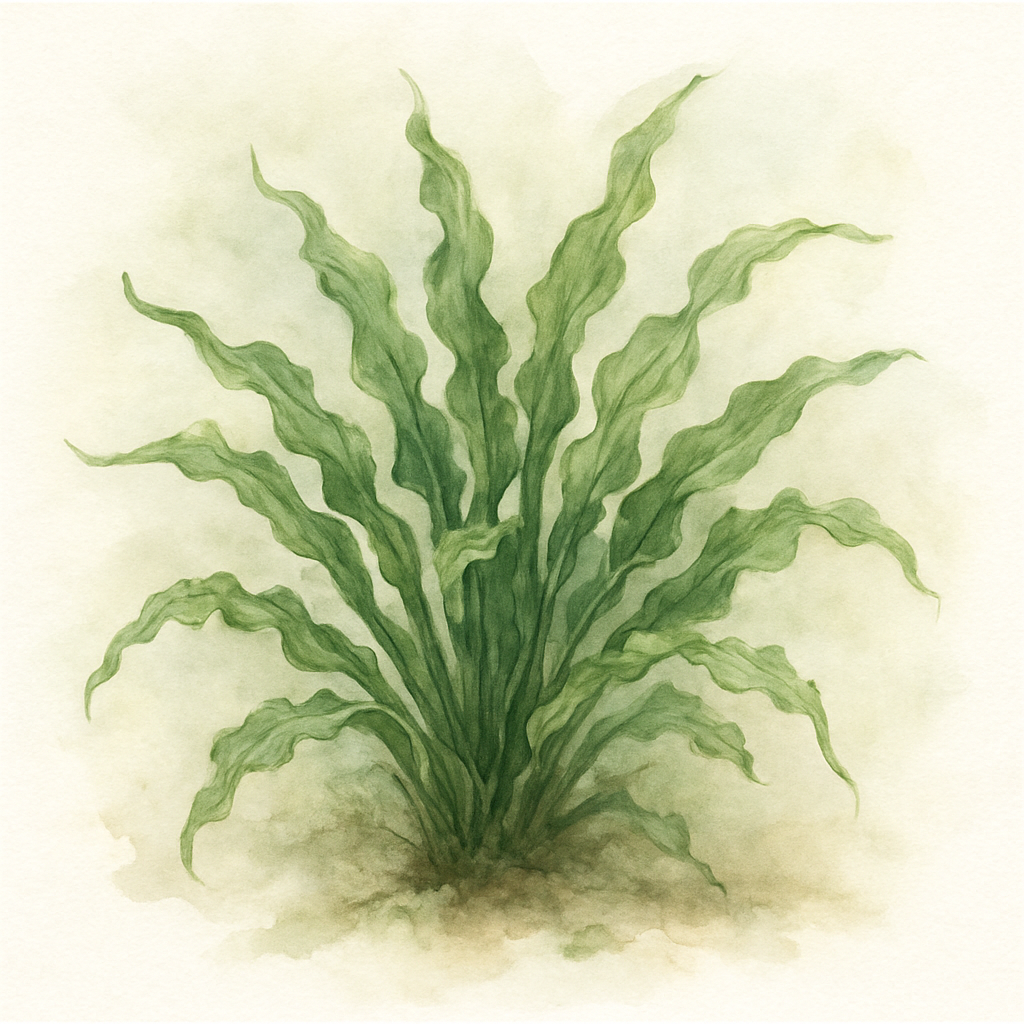 Hosta 'Medusa'