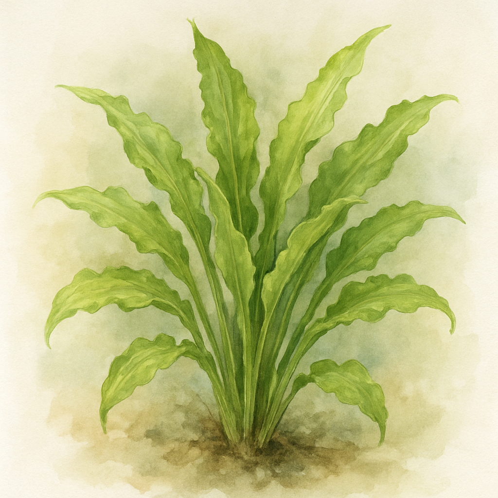 Hosta 'Monkey Business'