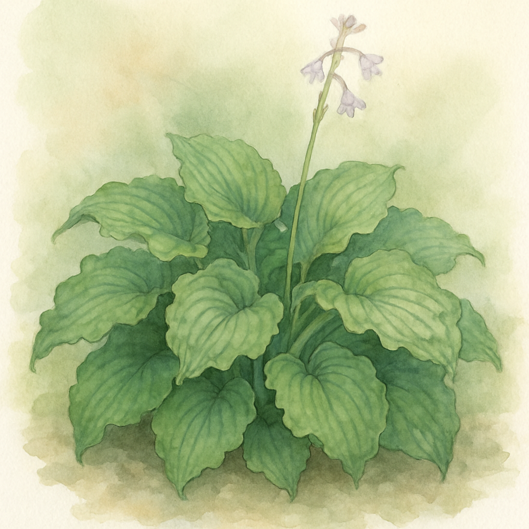 Hosta 'Ruffled Pole Mouse'