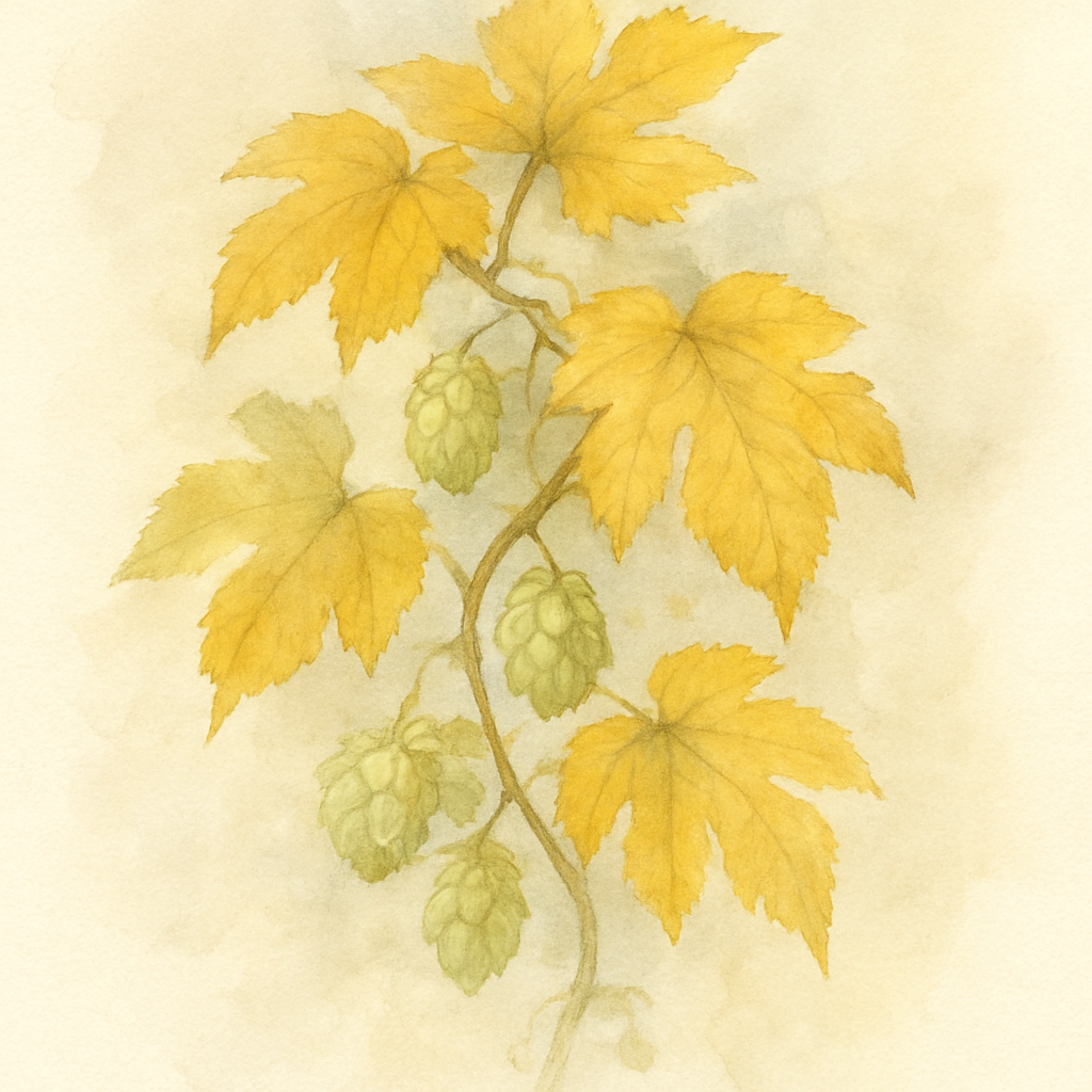 Humulus lupulus Aureus