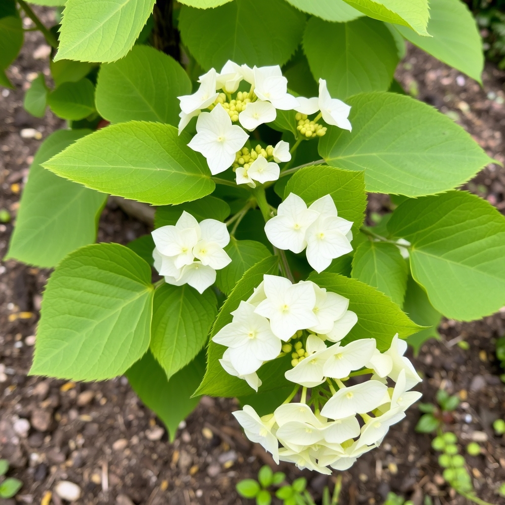 Hydrangea anomala petiolaris