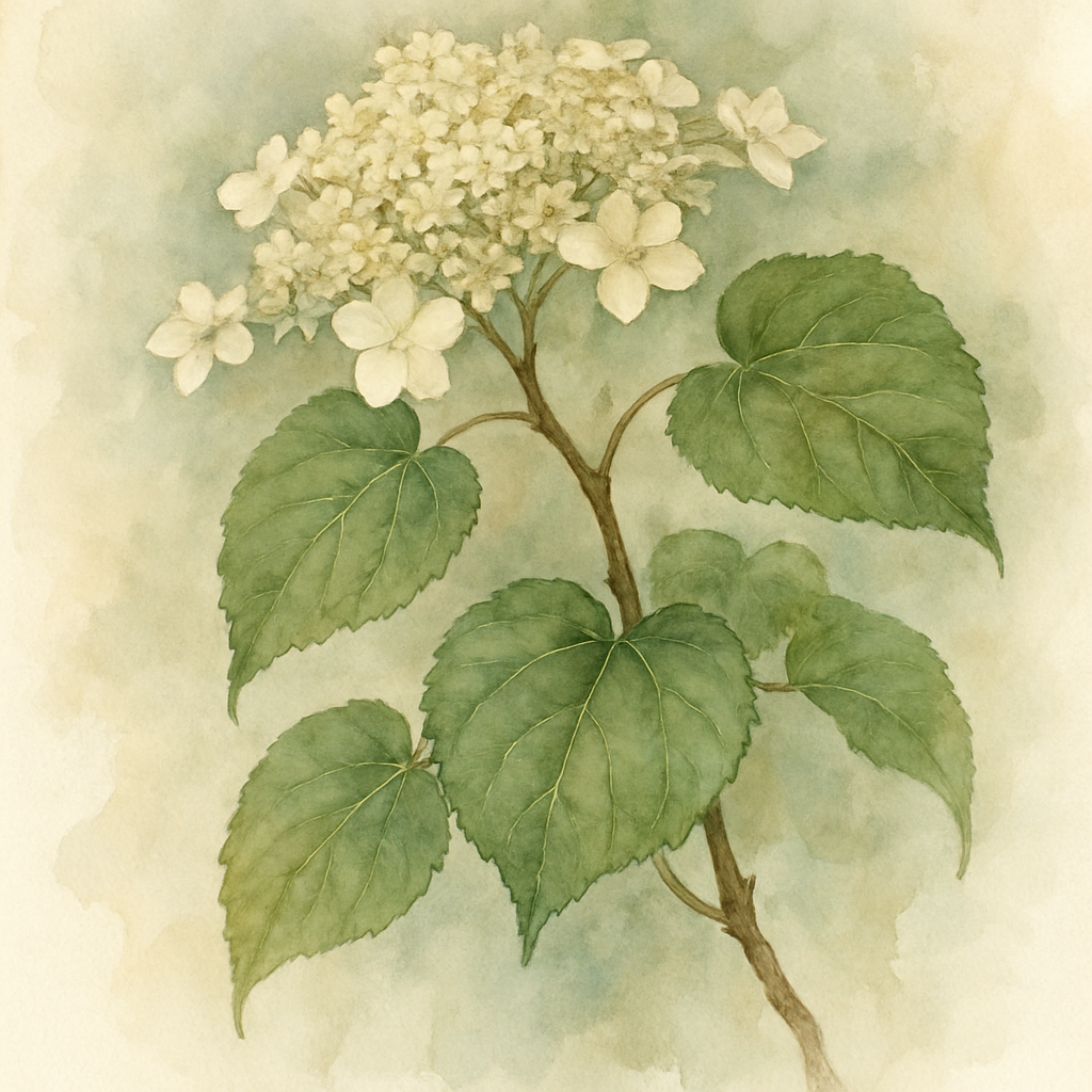 Hydrangea anomala petiolaris