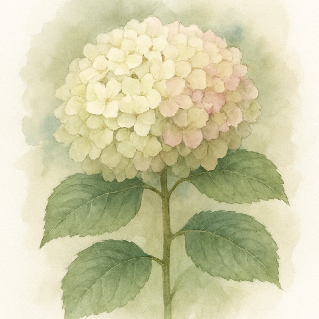 Hydrangea macrophylla 'Ice Boy'