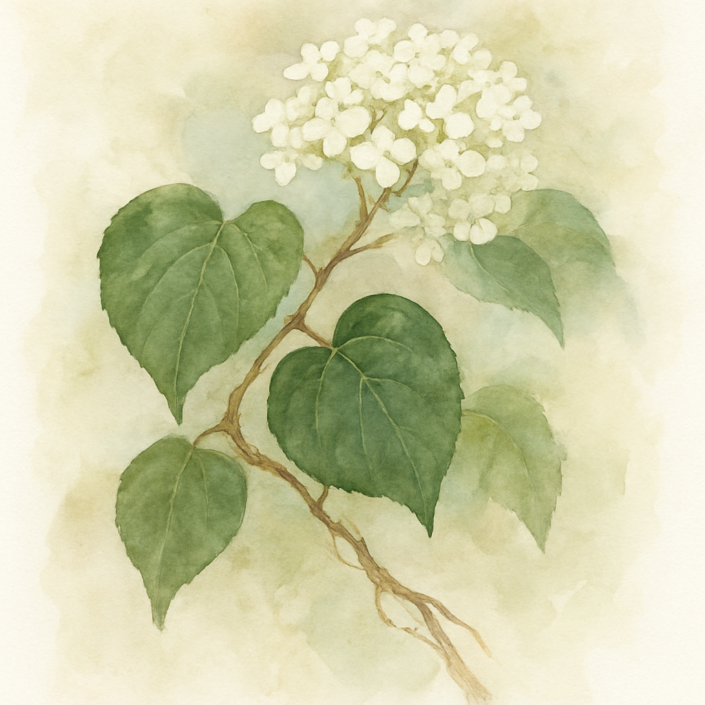 Hydrangea petiolaris Climbing Hydrangea