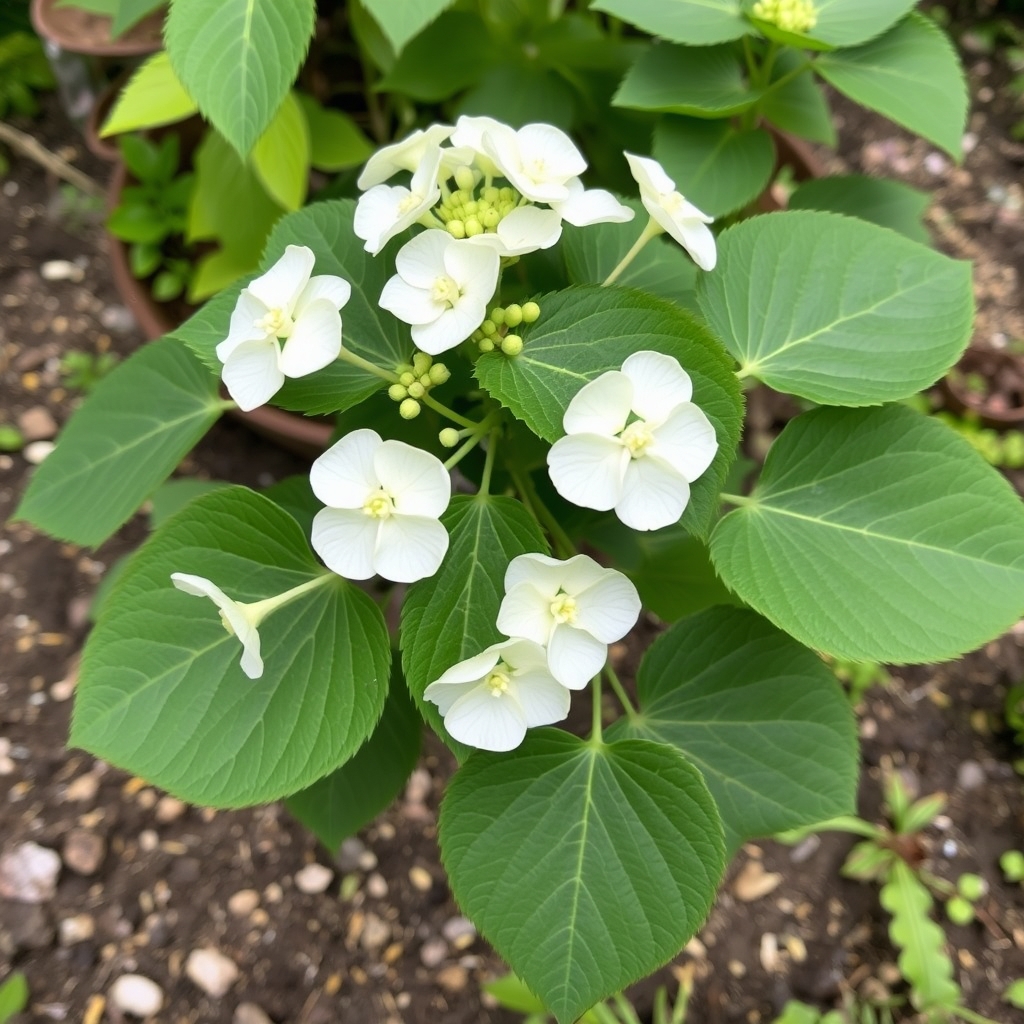Climbing Hydrangea