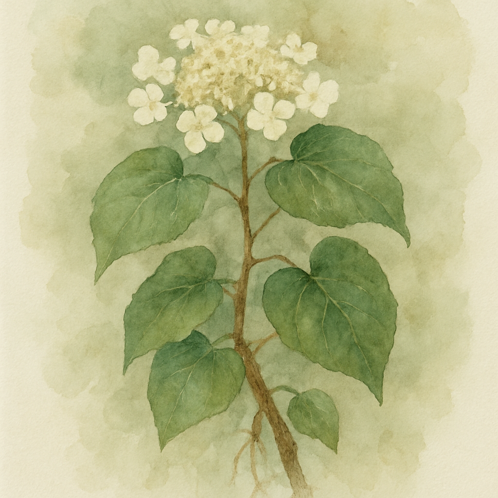 Hydrangea anomala subsp. petiolaris