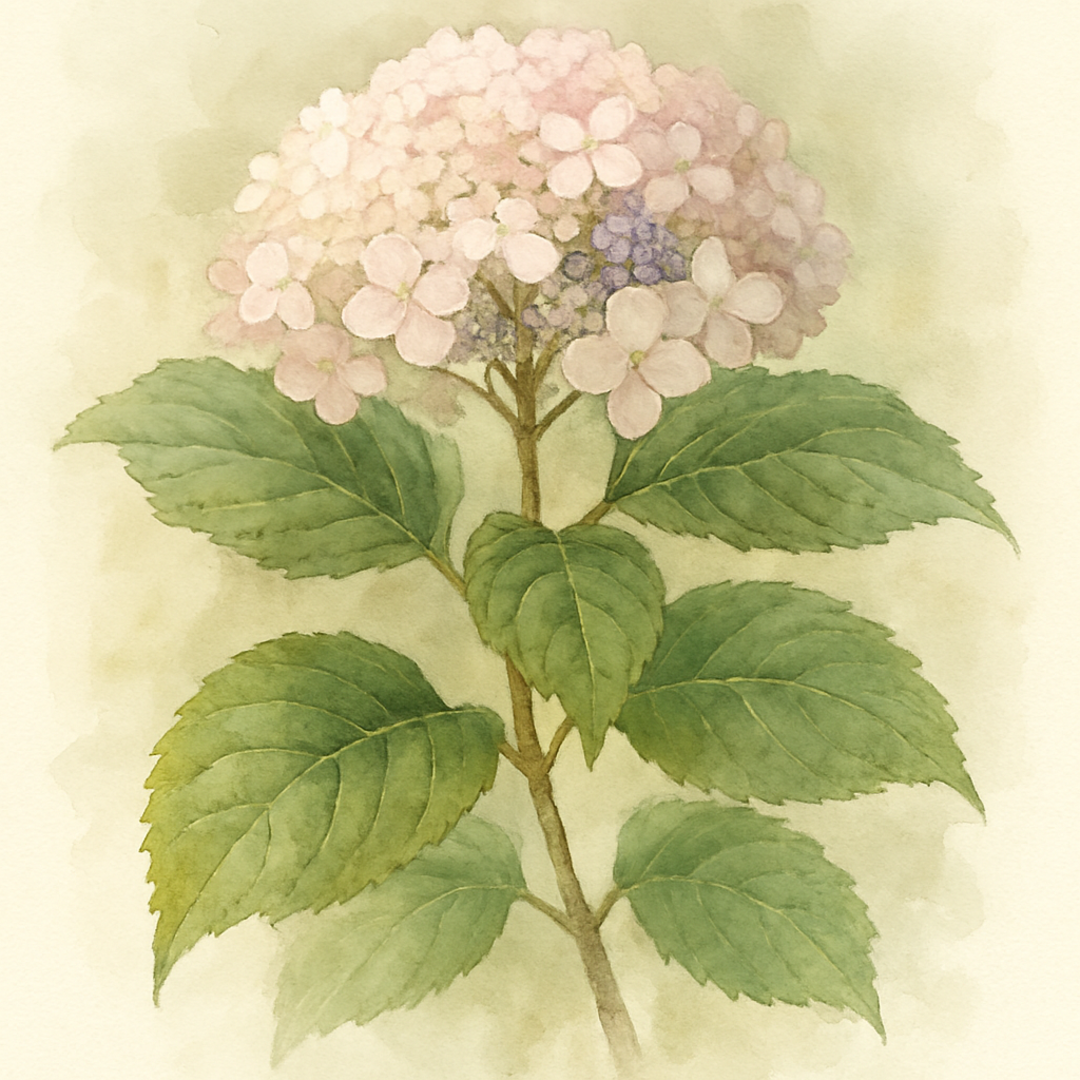 Pink Hydrangea