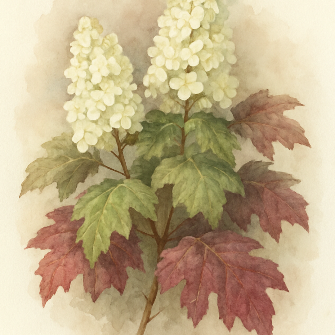 Hydrangea quercifolia ‘Tara’