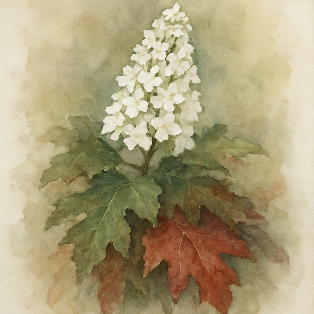 Hydrangea quercifolia Ice Crystal