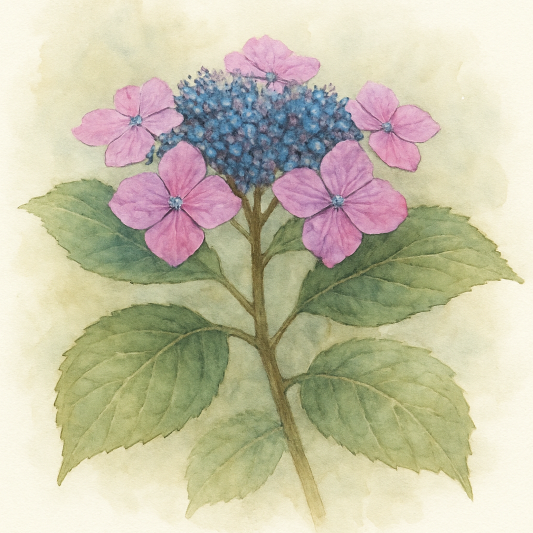 Hydrangea serrata Daredevil