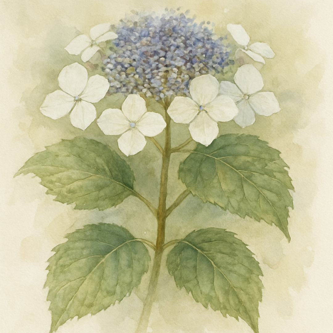 White Hydrangea