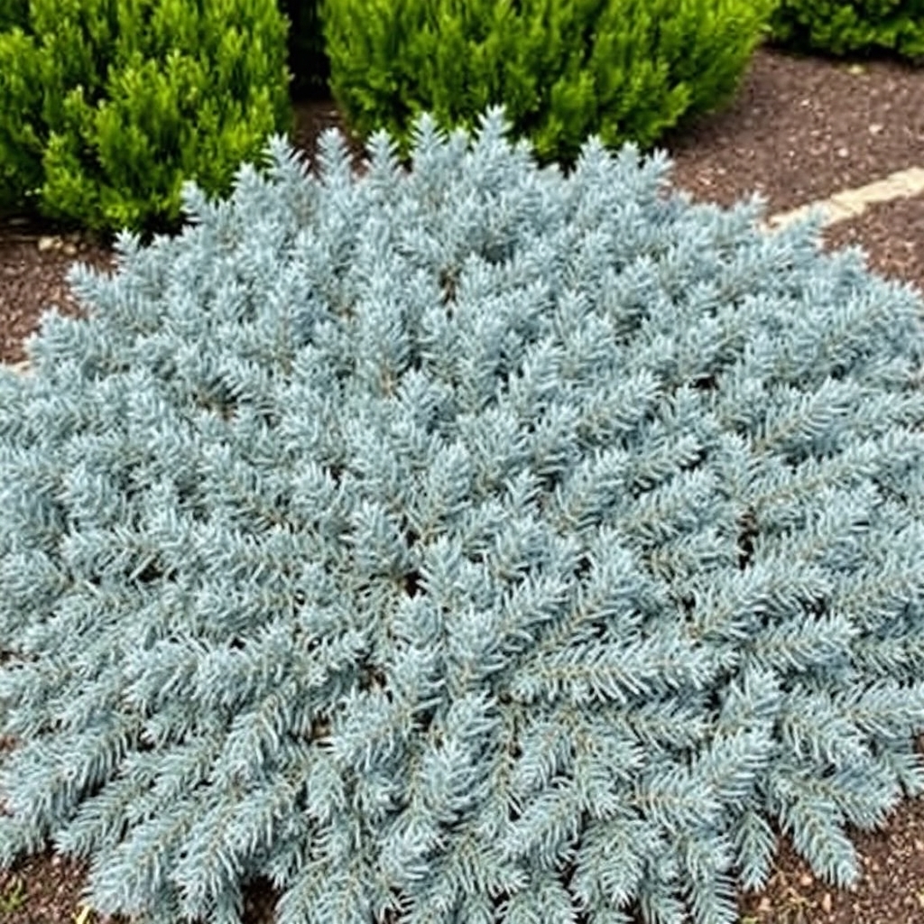 Juniperus Blue Carpet