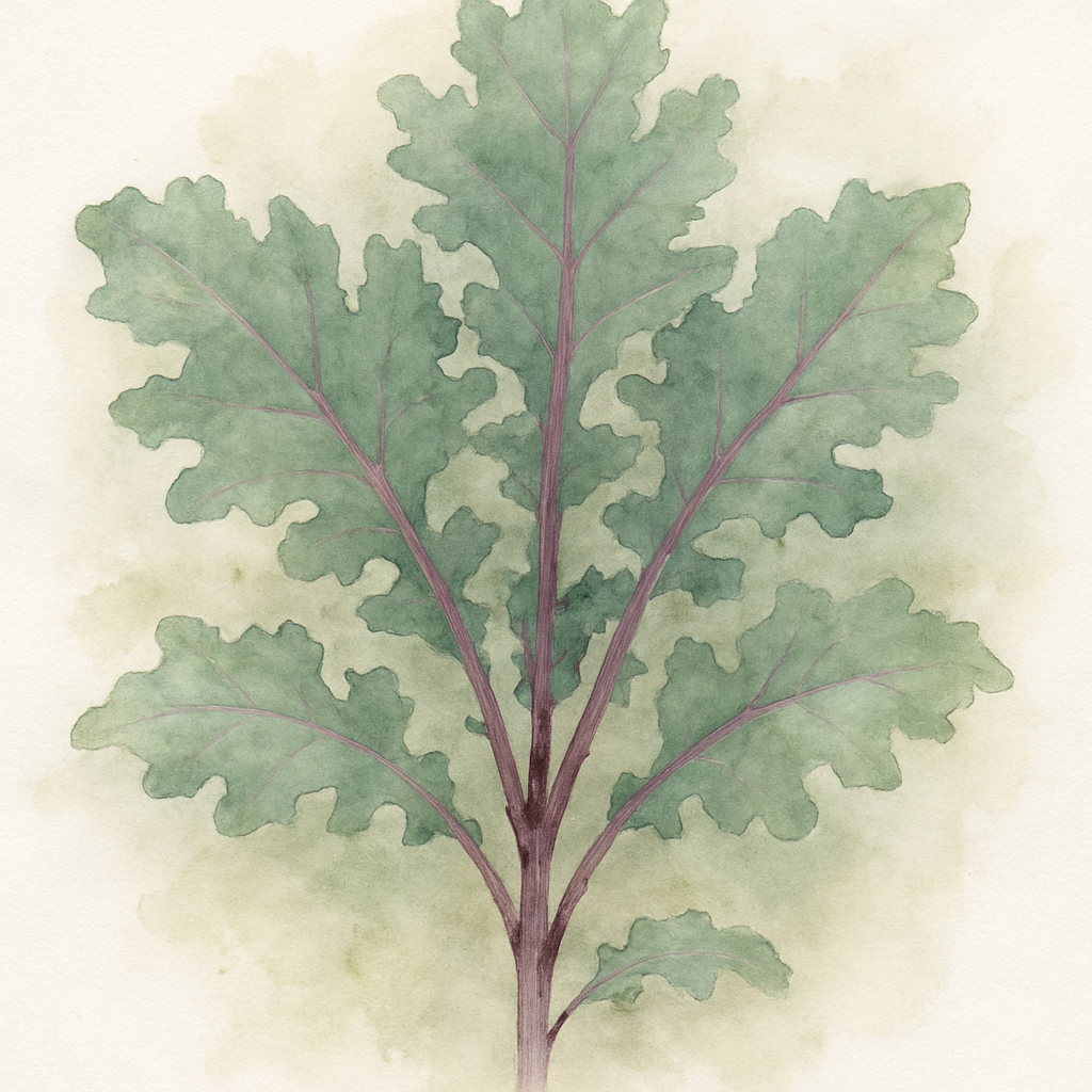 Kale Red Russian