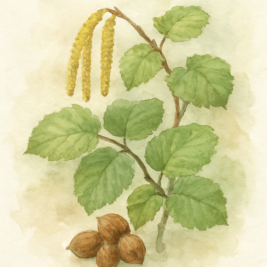 Kent Cobnut