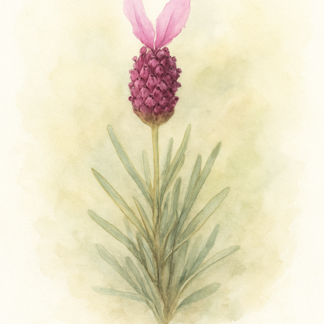 Lavandula stoechas ‘Lusi Pink’