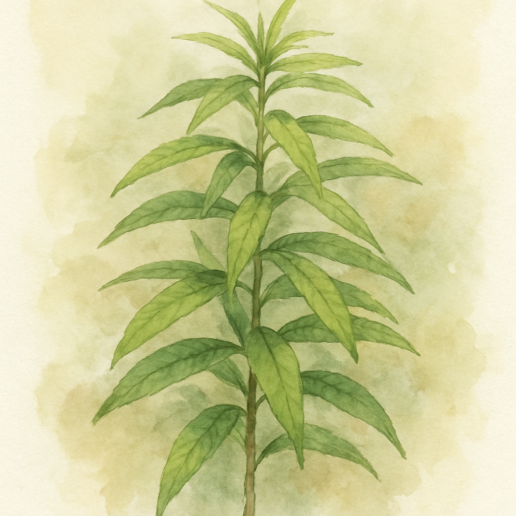 Lemon Verbena