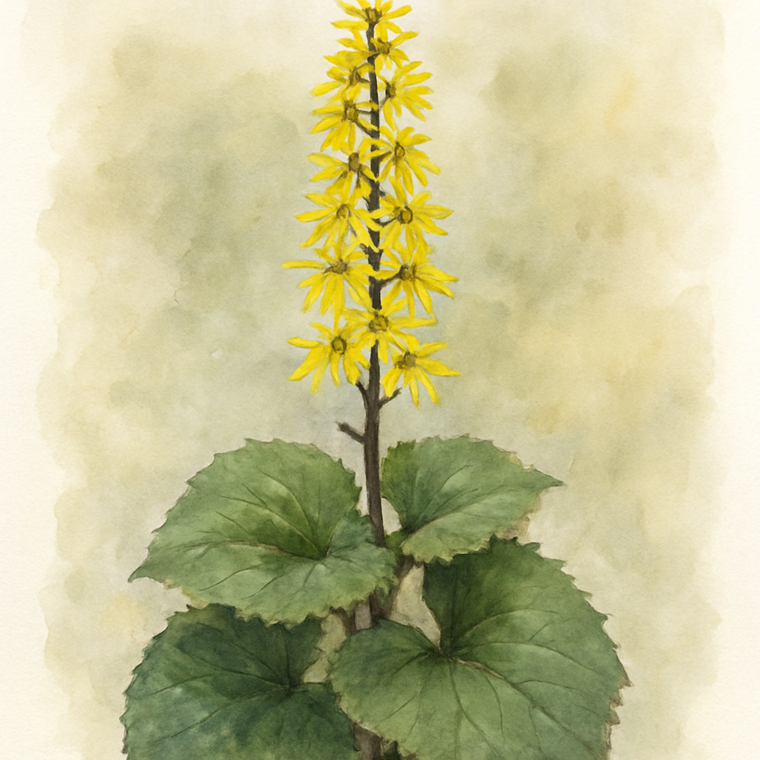 Ligularia 'Bottle Rocket'