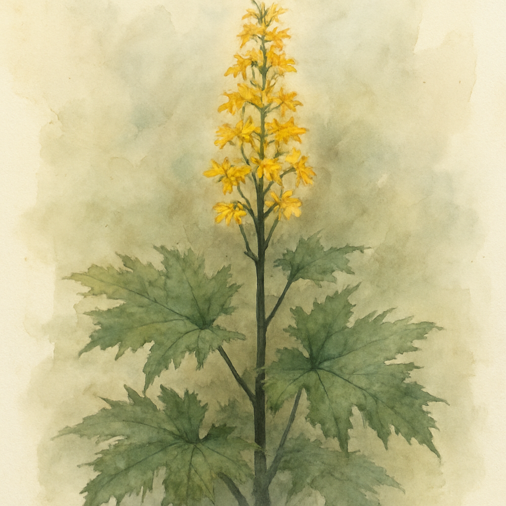Ligularia przewalskii (Przewalskii’s Golden Ray)
