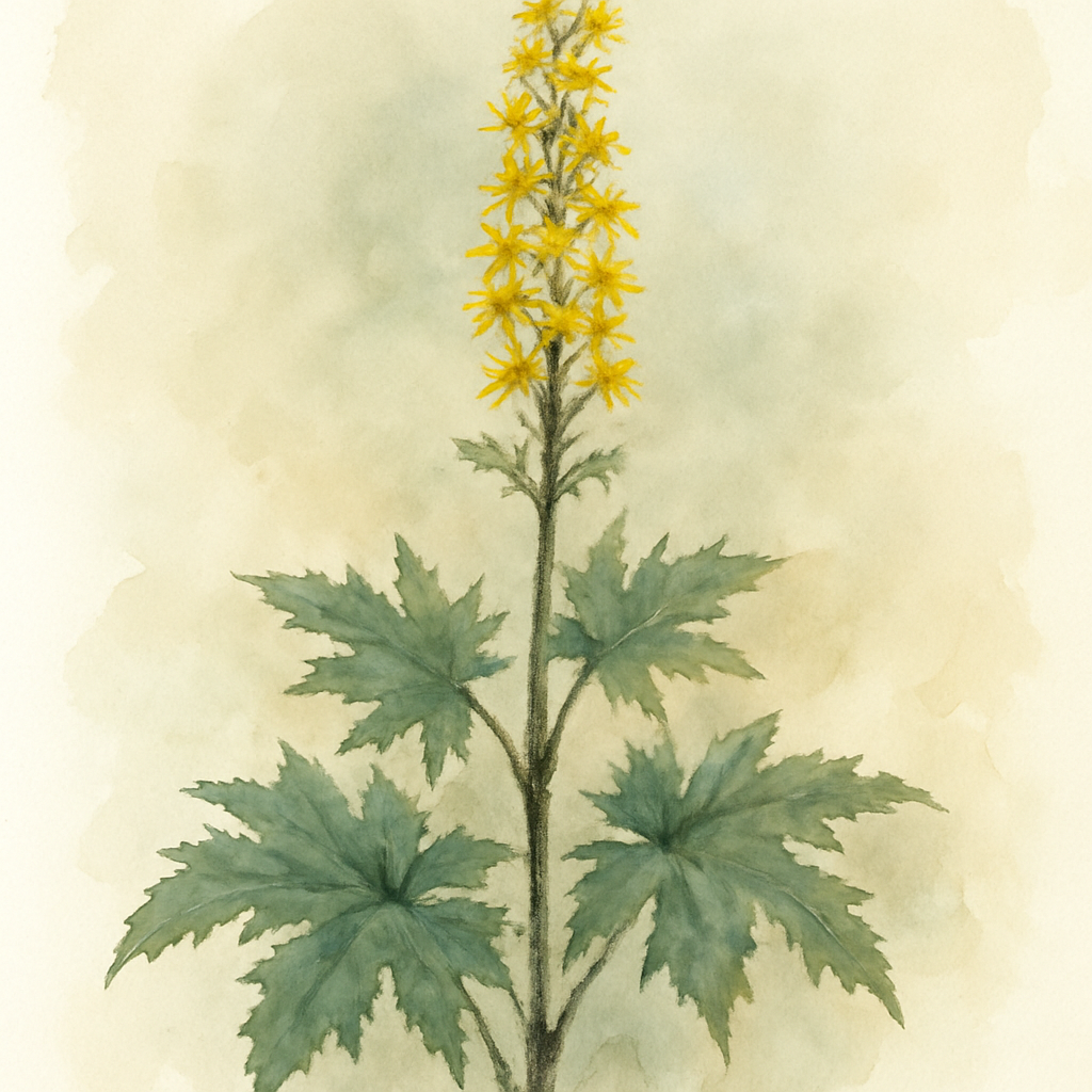 Ligularia przewalskii