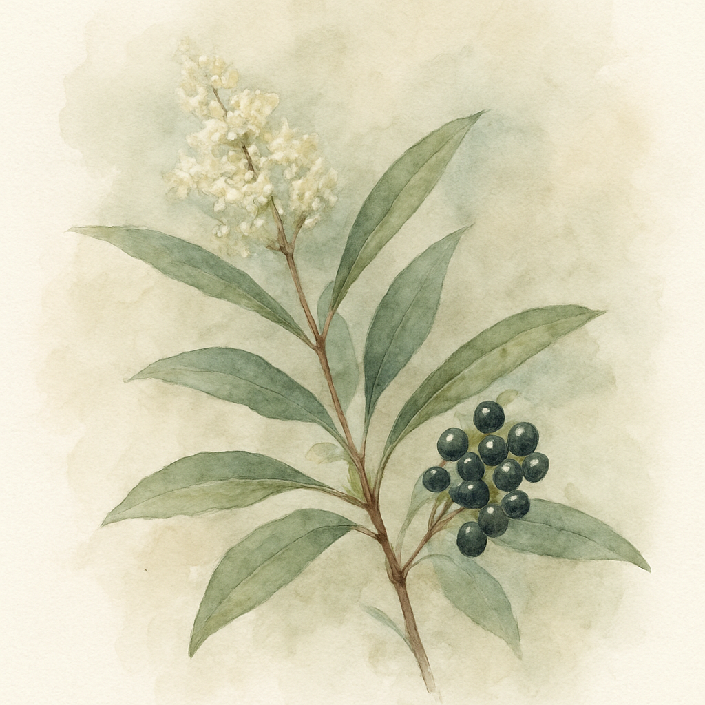 Ligustrum vulgare