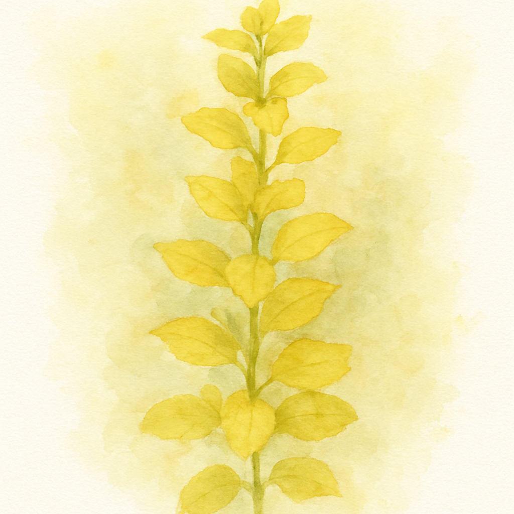 Lysimachia 'Aurea' Carry Pack
