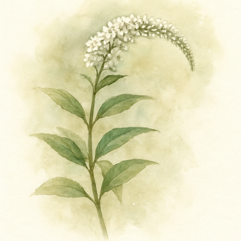 Lysimachia clethroides
