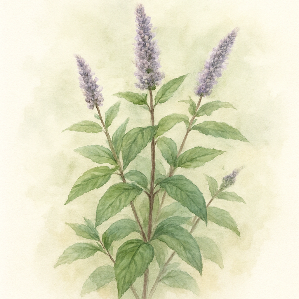 Mint Julep