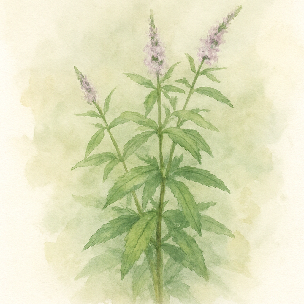 Mint - Thai