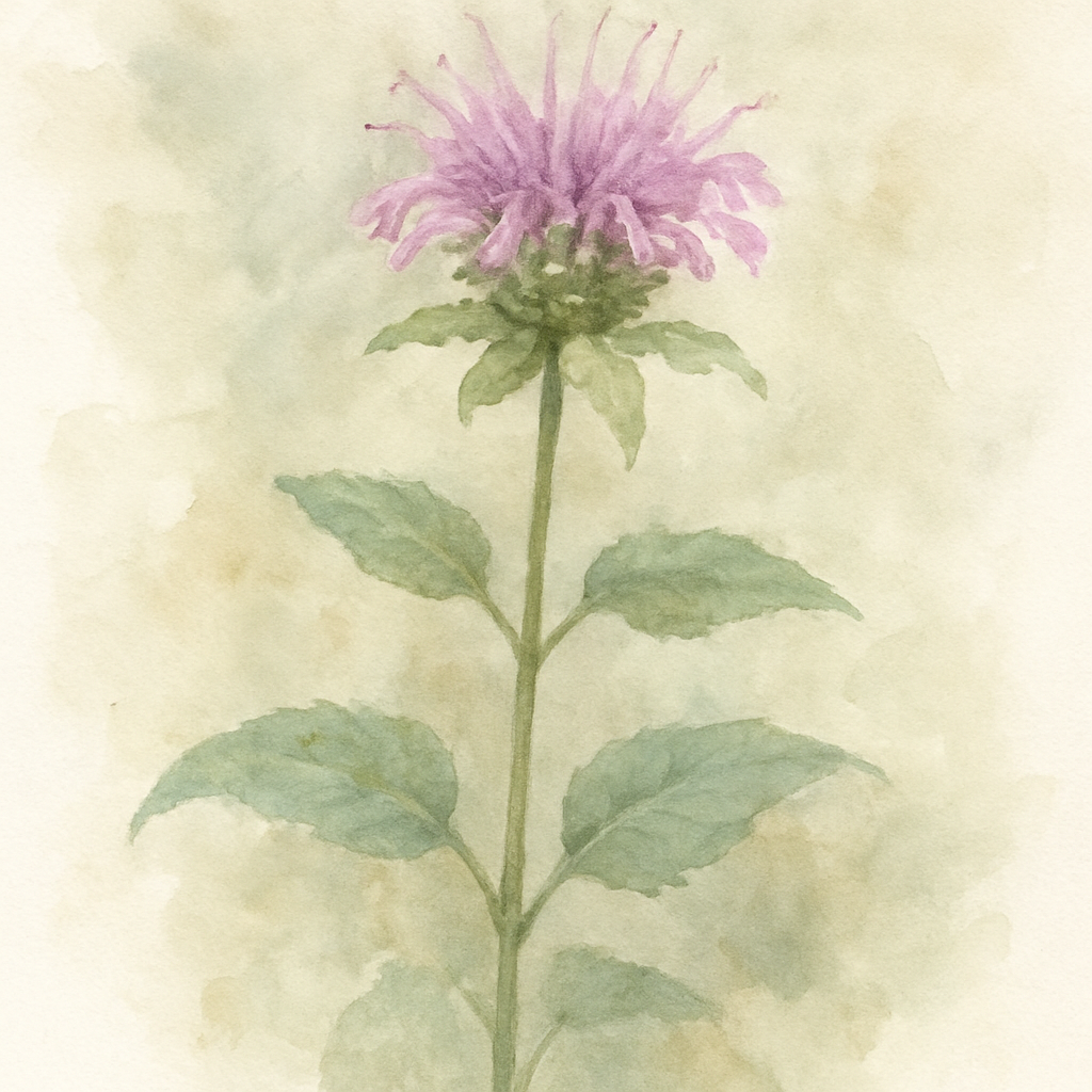 Monarda fistulosa
