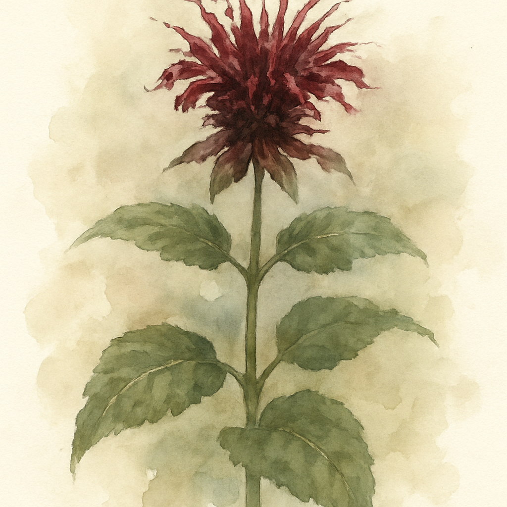 Monarda Mahogany