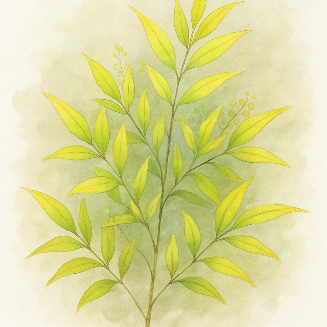 Nandina 'Lemon and Lime'