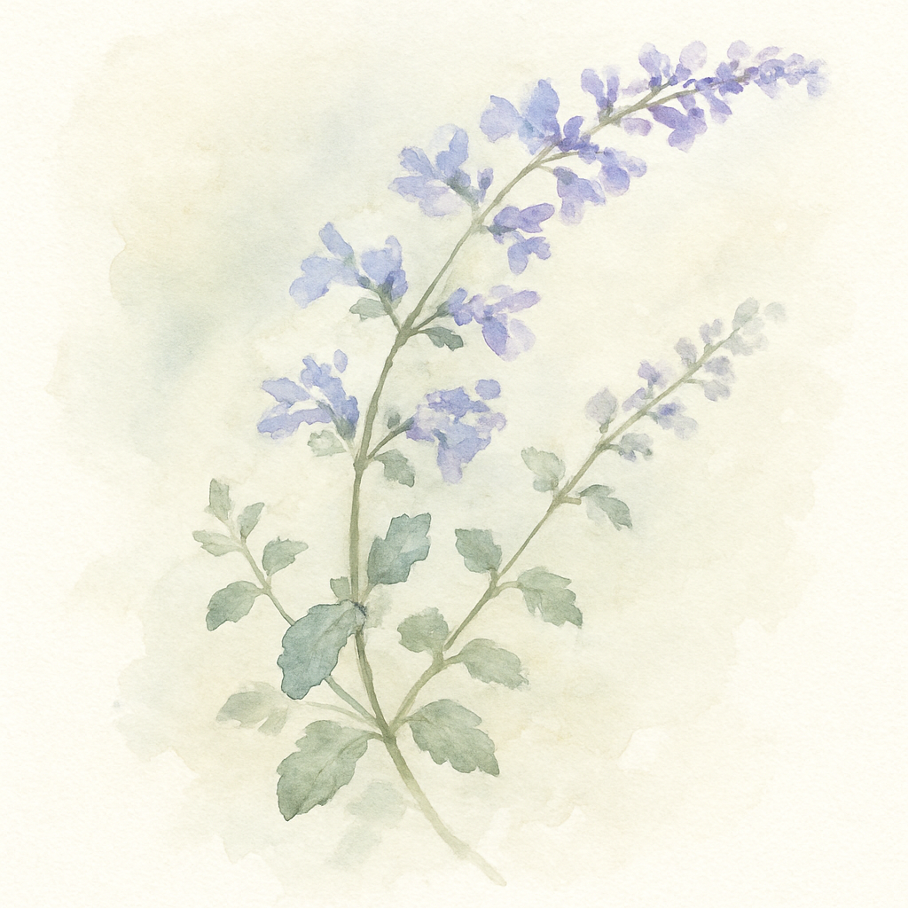 Nepeta 'Walker's Low'